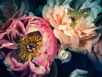 Helen_Bankers_peony_adjusted_400x